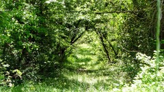 Nature Trees Green Plants shrubs forests