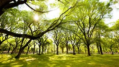 Nature Trees Green USA Central Park ny new york city