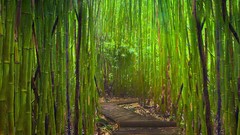 Nature Trees Hawaii gateway