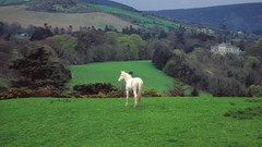 Nature Trees hills Green Horses Ireland countryside castle 