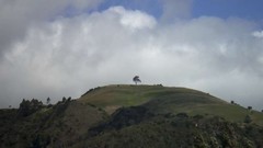 Nature Trees lonely arbol