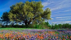 Nature Trees meadows Texas Wildflowers Bluebonnet