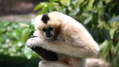 Nature Trees multicolor Animals