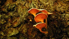Nature Trees orange mushrooms fungus