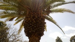 Nature Trees palm trees iran shiraz