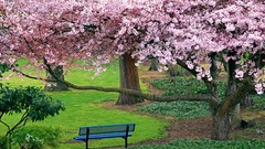 Nature Trees park bench