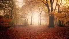 Nature Trees pause forests