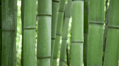 Nature Trees picture bamboo high Resolution