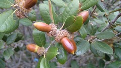 Nature Trees Plants Acorns