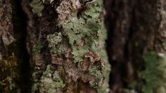 Nature Trees Plants bark
