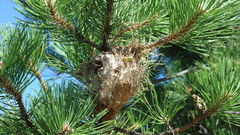 Nature Trees Plants Ferns