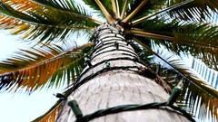 Nature Trees Plants palm trees wires worms eye view fruit trees 