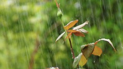 Nature Trees rain forests