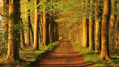 Nature Trees roads Parks