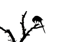 Nature Trees silhouettes crows