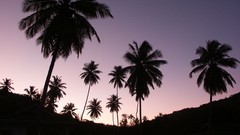 Nature Trees silhouettes palm