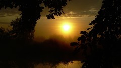 Nature Trees Silhoutte