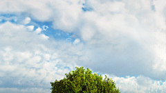 Nature Trees skyscapes