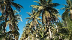Nature Trees skyscapes coconut tree