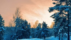 Nature Trees snow forests nordic