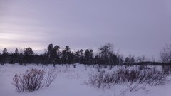 Nature Trees snow skyline forests wilderness