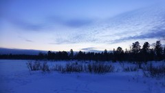 Nature Trees snow skyline forests wilderness