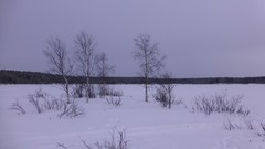 Nature Trees snow skyline forests wilderness