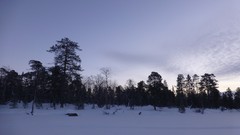 Nature Trees snow skyline forests wilderness