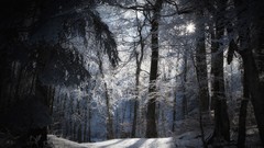 Nature Trees snow winter forests white tree