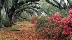 Nature Trees South Carolina paths