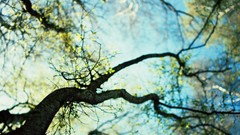 Nature Trees spring sunlight forests skyscapes depth of field 