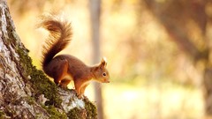 Nature Trees squirrels focused