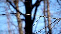 Nature Trees twig blurred background depth of field