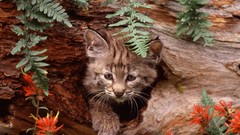 Nature Trees water cats Kittens bark baby animals