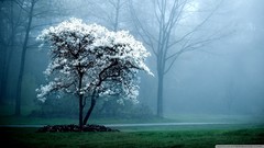 Nature Trees white Magnolia