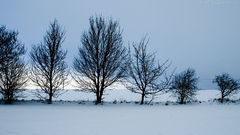 Nature Trees winter snow