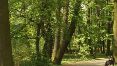Nature Trees woods Plants