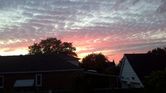 Nature Trees yellow blue clouds red orange Toronto House 