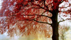 Nature Trees yellow red Green school vibrant