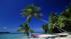 nature tropical beach palm trees hammocks