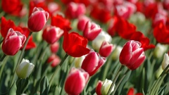Nature tulips