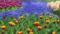 Nature tulips pink flowers hyacinths digital art