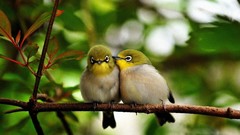 Nature twig branches Birds affection japanese white-eye
