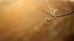 nature twigs Plants bokeh Simple Background