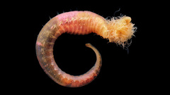 Nature underwater black background