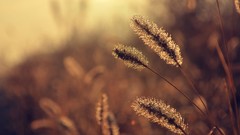 Nature vintage sunlight rosa