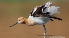 Nature water Birds American Avocets