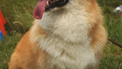 Nature water Dogs canine welsh corgi corgi