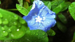 Nature water drops cornflowers