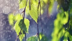 Nature water rain birch